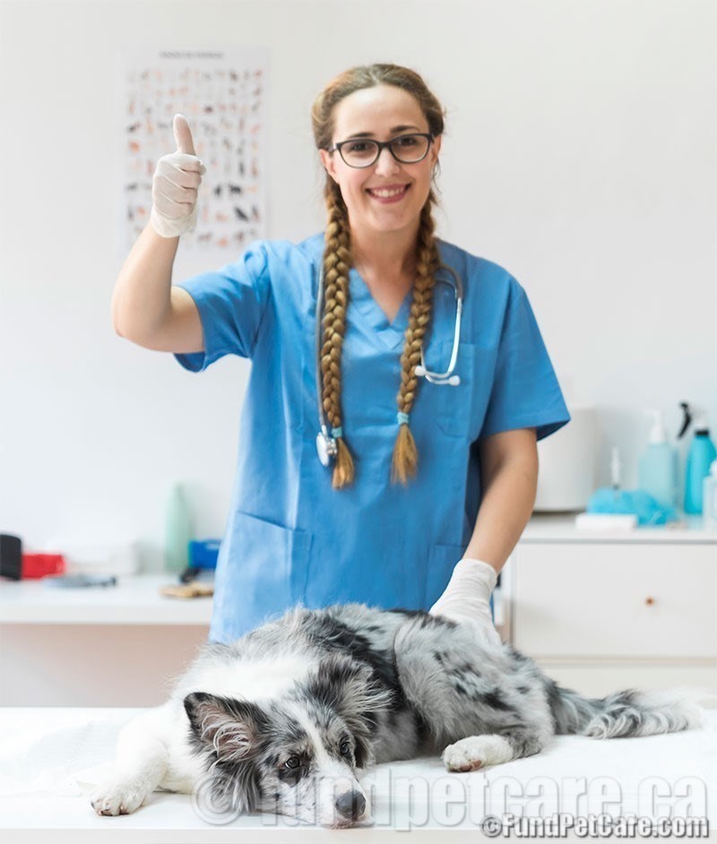 Vet