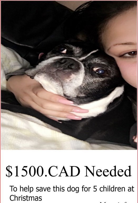 Melissa Dog Melissa Dog