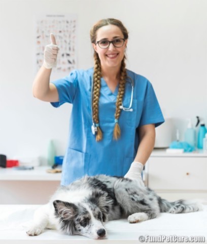 Vet