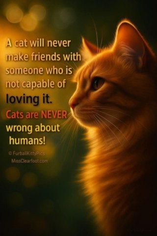 Cats are never wrong Cats are never wrong