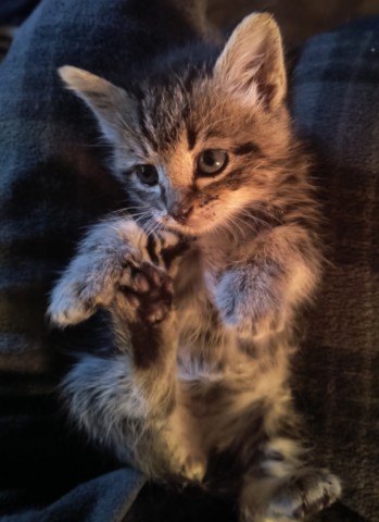Feral Kitten Feral Kitten