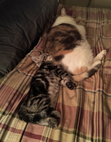 Patches and Tommy