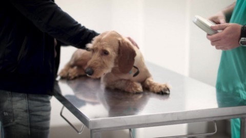 dog at vet